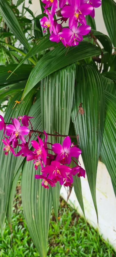 Harmony Self-Catering Apartments Beau Vallon  Eksteriør billede