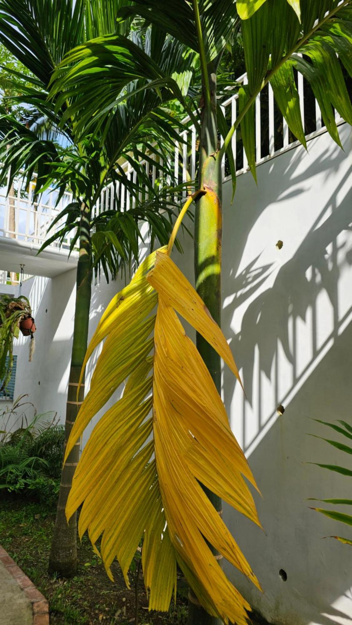 Harmony Self-Catering Apartments Beau Vallon  Eksteriør billede